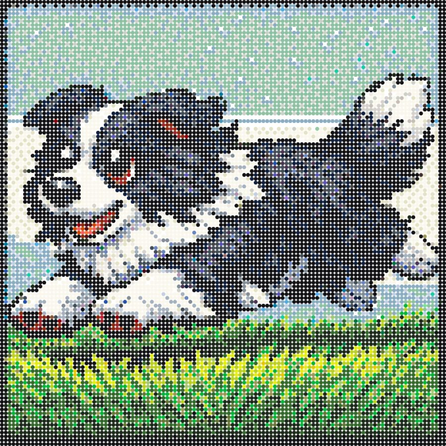 Border collie