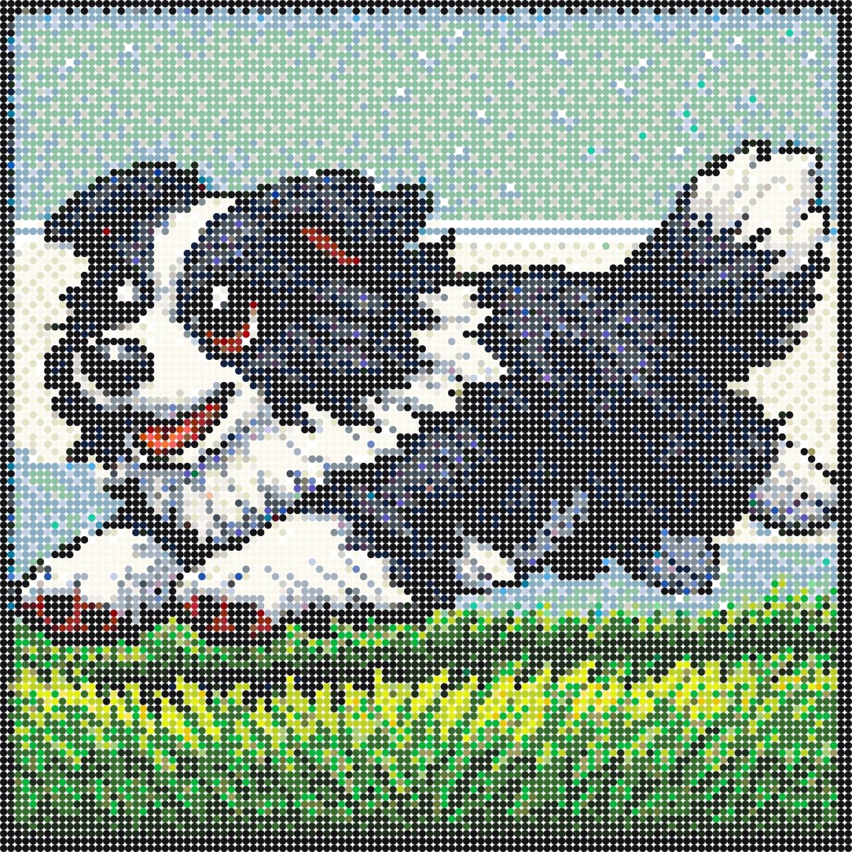 Border collie